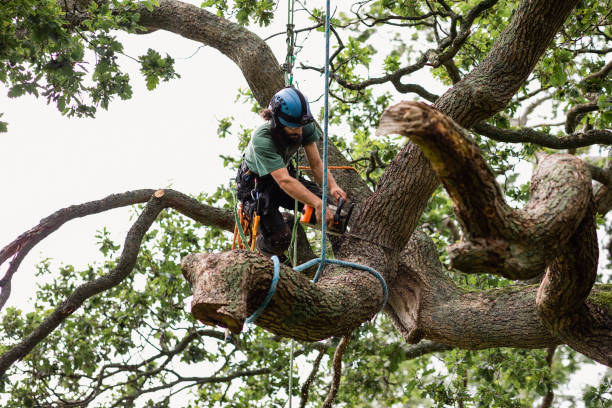 How Our Tree Care Process Works  in  Bloomfield, IA